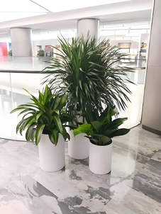 “鄞州绿化养护，以实惠价格，为绿植撑起保护伞！验